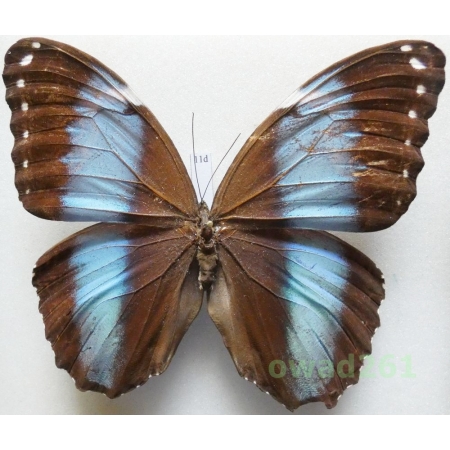 Morpho achilles Linnaeus, 1758 Peru 99mm11d
